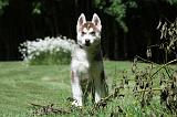 SIBERIAN HUSKY 377